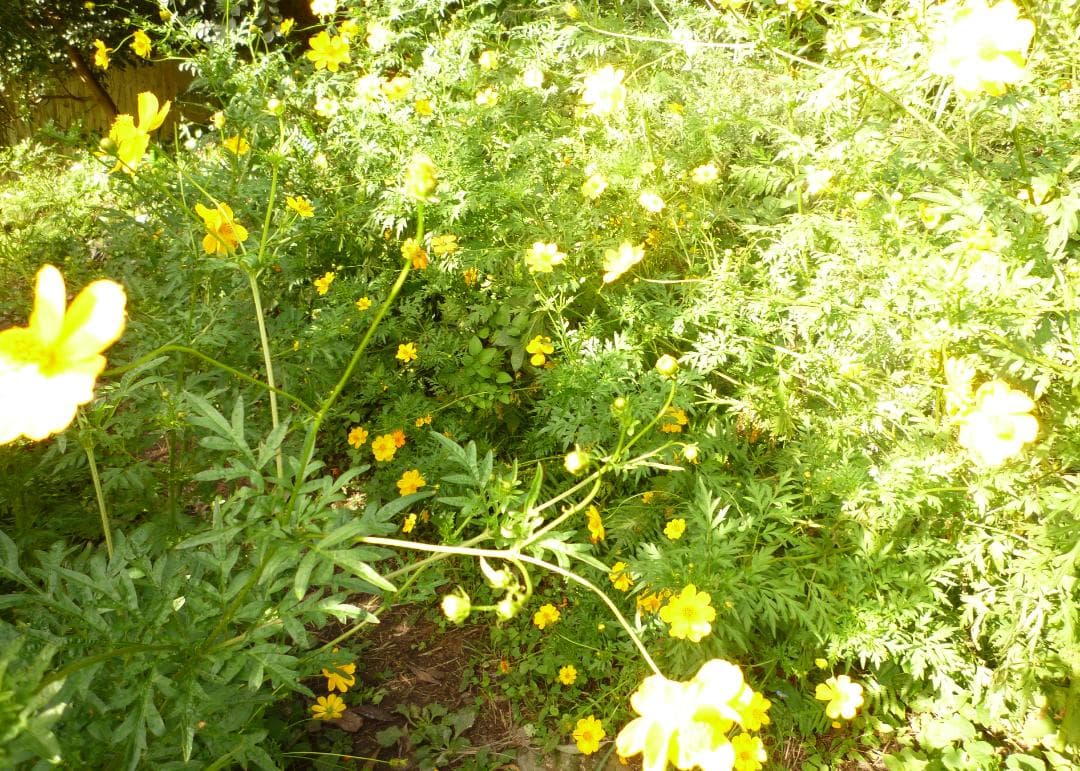 安心の日本みつばち 芳醇 糖度81％ 優良品 非加熱 秋はちみつ1,100g