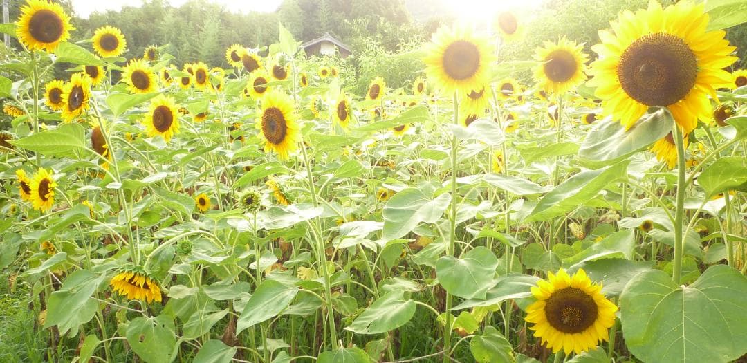 安心の日本みつばち 芳醇 糖度81％ 優良品 非加熱 秋はちみつ1,100g
