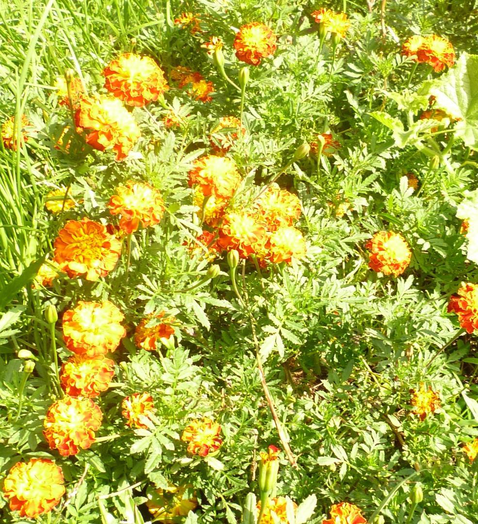 安心の日本みつばち 芳醇 糖度81％ 優良品 非加熱 秋はちみつ1,100g