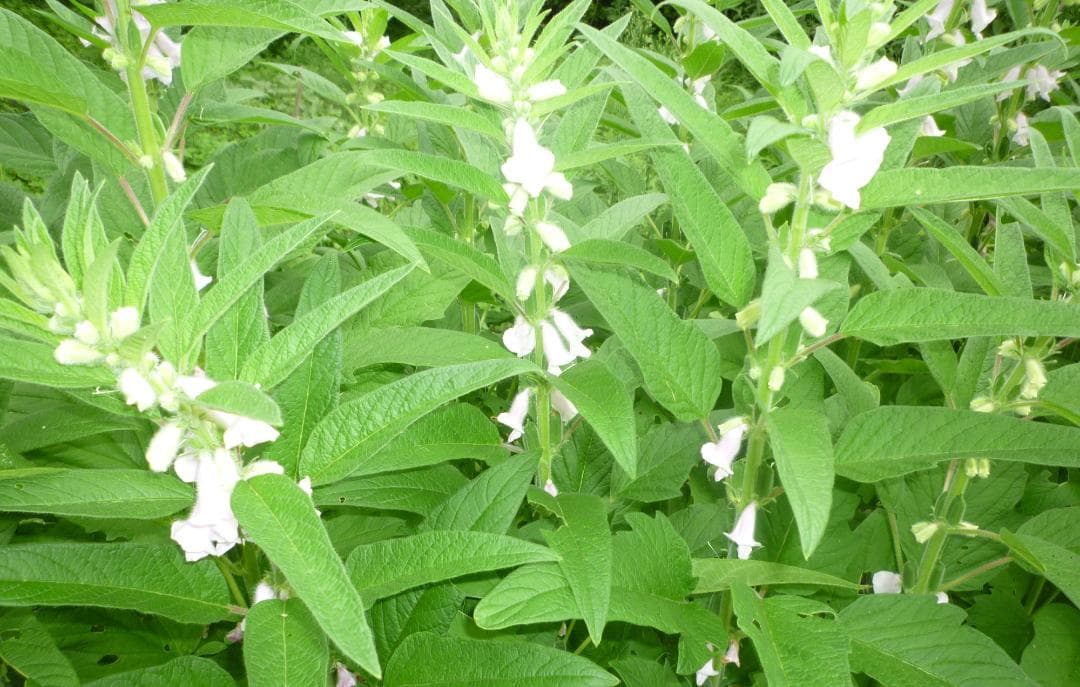 安心の日本みつばち 芳醇 糖度81％ 優良品 非加熱 秋はちみつ1,100g