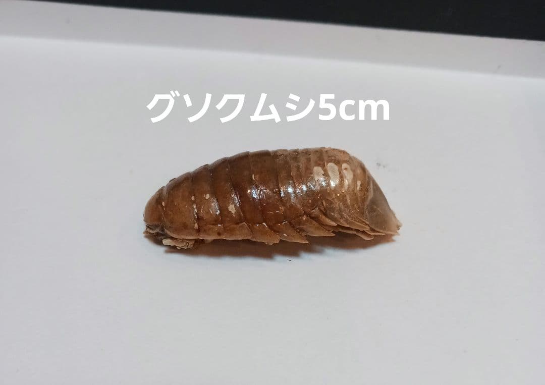 グソクムシ標本 約5cm