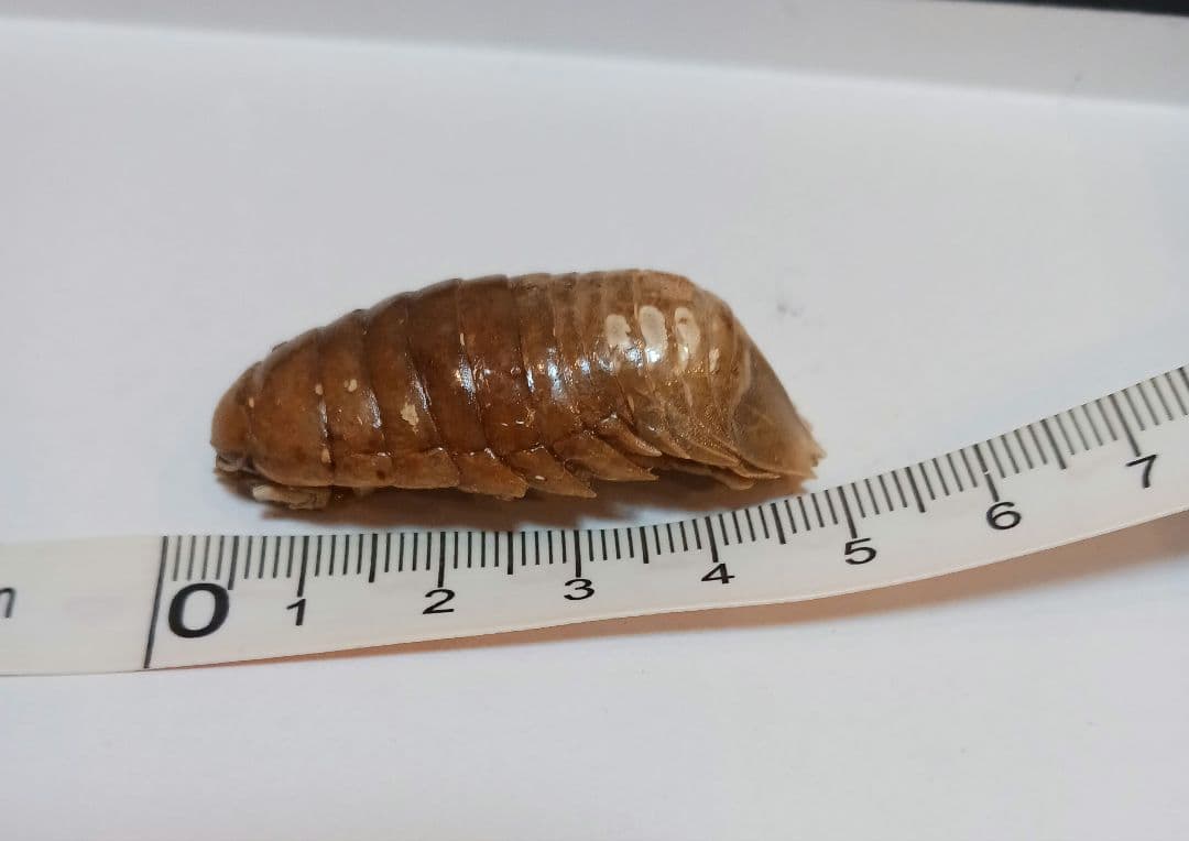 グソクムシ標本 約5cm