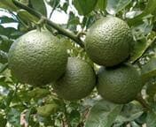 ちーちんさまご予約専用 大分県名産 フレッシュかぼす 特注品