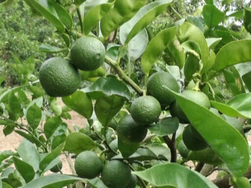 ちーちんさまご予約専用 大分県名産 フレッシュかぼす 特注品