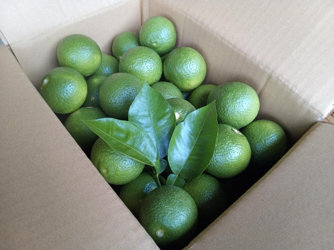 ちーちんさまご予約専用 大分県名産 フレッシュかぼす 特注品