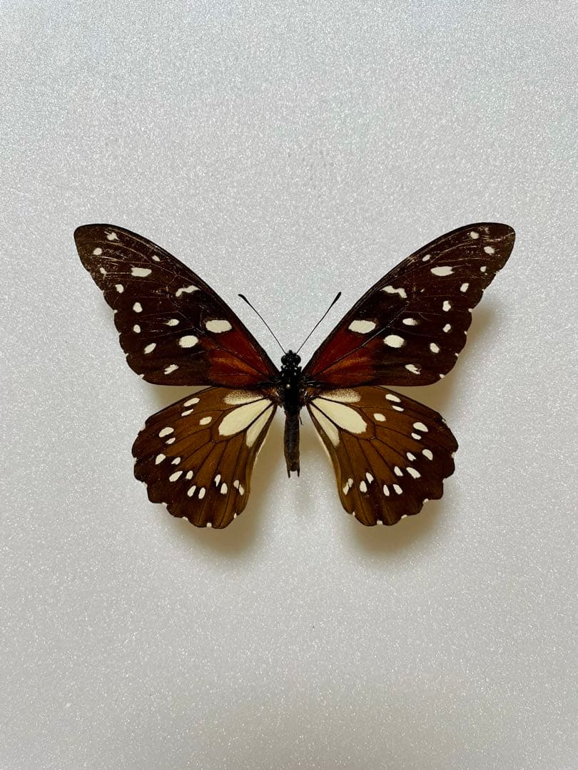 レックスアゲハ（オス、コンゴ産）