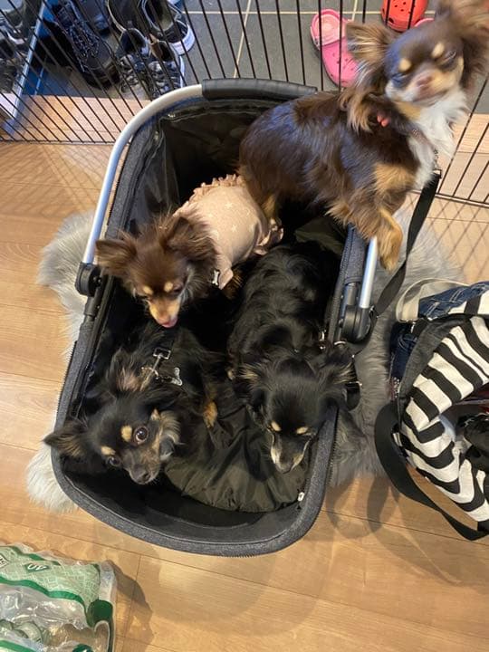 ピッコロカーネベント