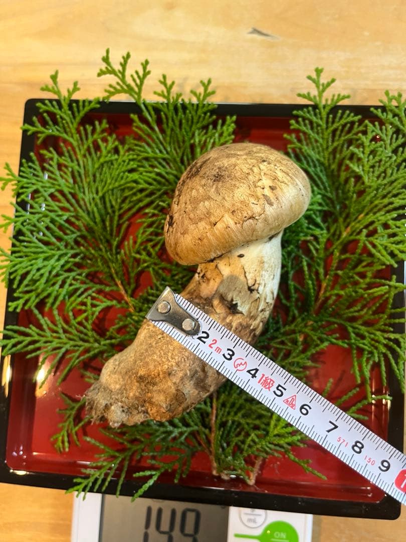 松茸149g（1本）長野県産松茸　南信州産松茸　国産松茸