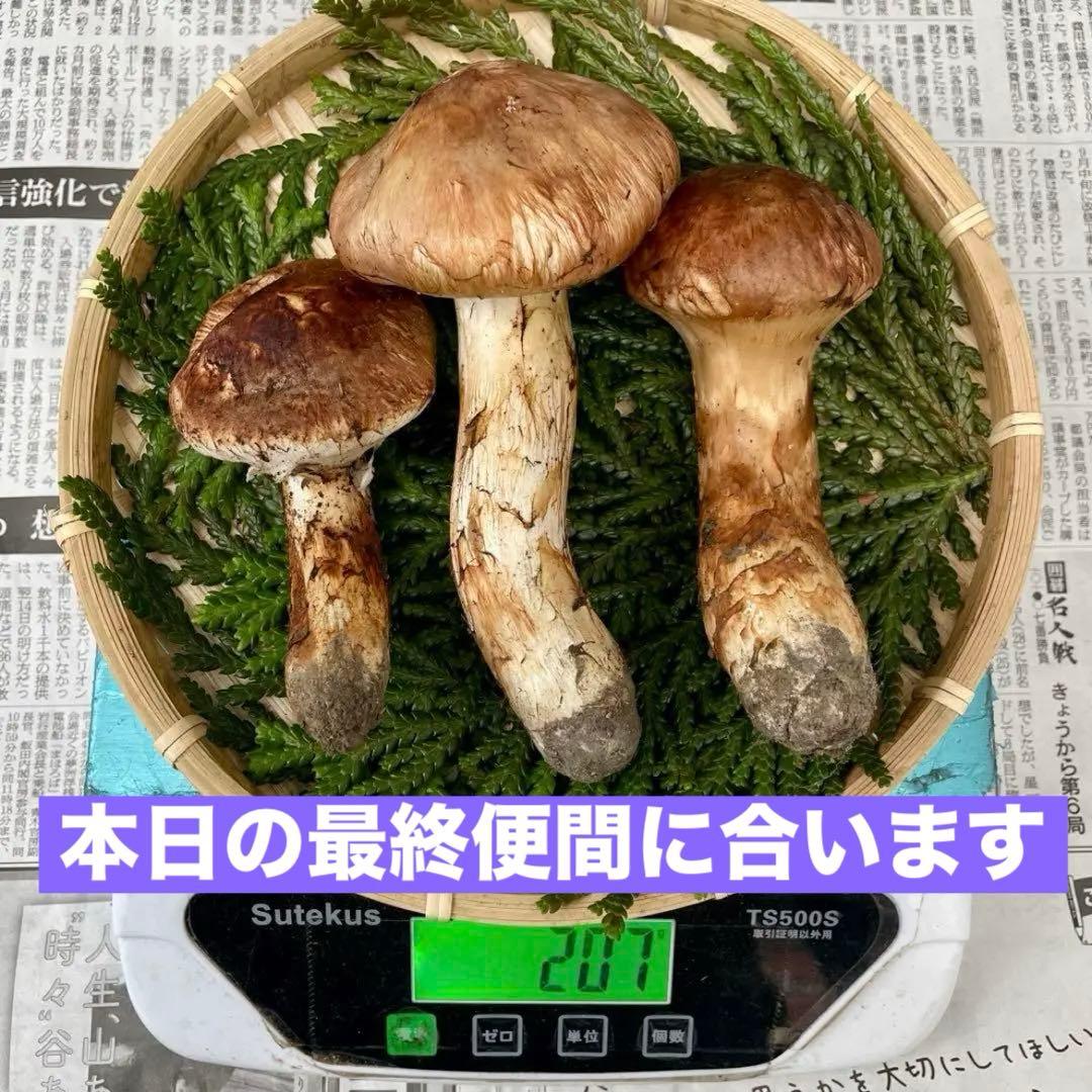 天然きのこ 松茸 国産 マツタケ まつたけ 大自然の凛さん採取その138