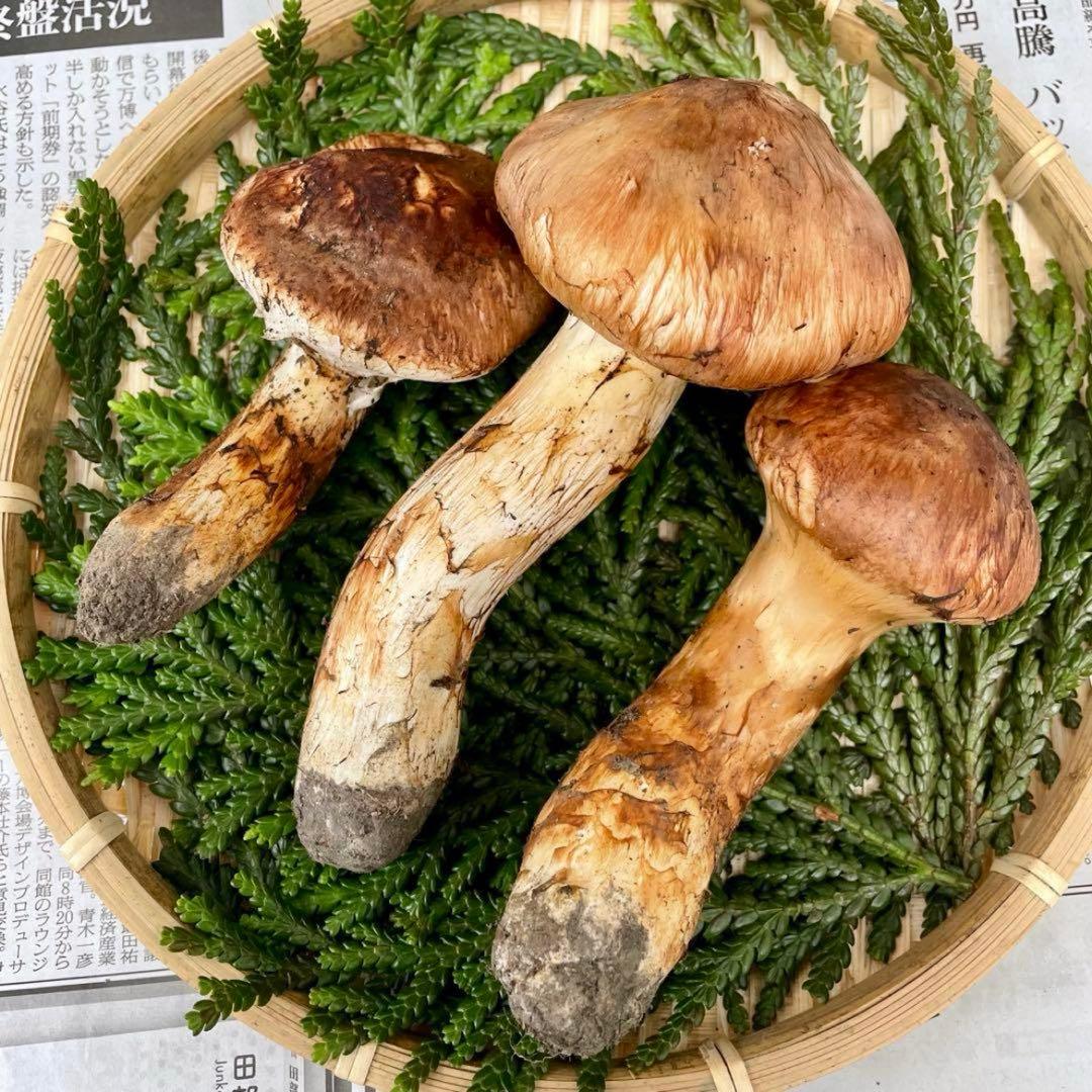 天然きのこ 松茸 国産 マツタケ まつたけ 大自然の凛さん採取その138