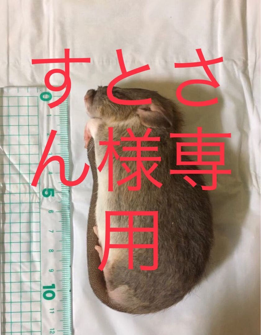 爬虫類・両生類のエサ ADL100