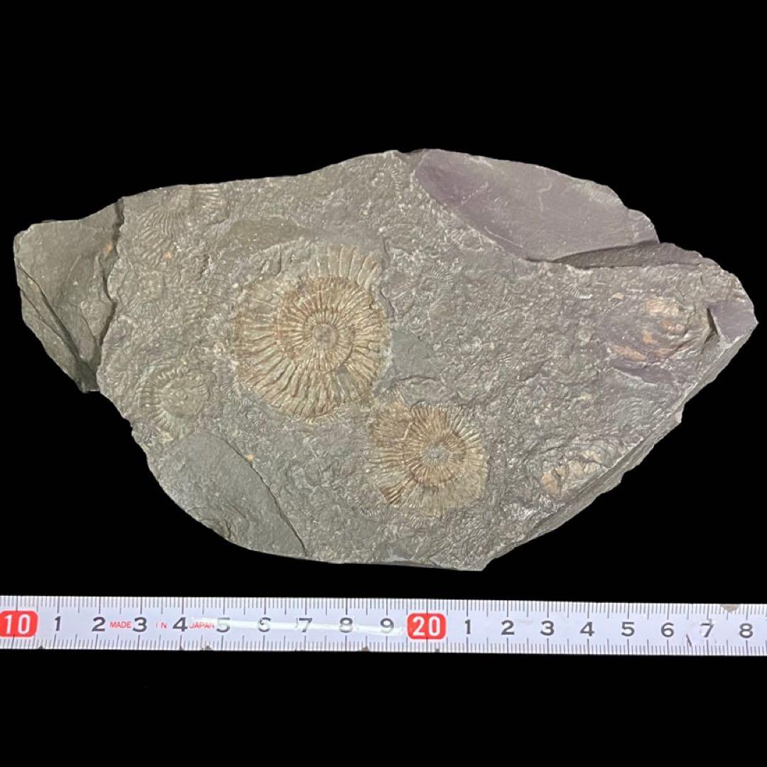 アンモナイト　ダクチリオセラス　化石　ドイツ　ホルツマーデン 産