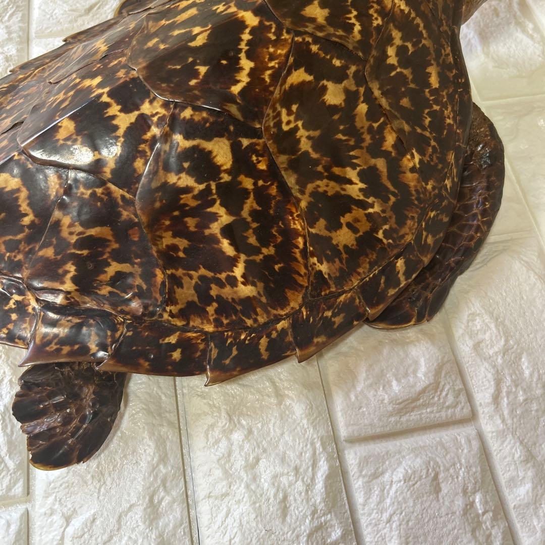 ウミガメ　タイマイの剥製　国際希少野生動植物登録票有り