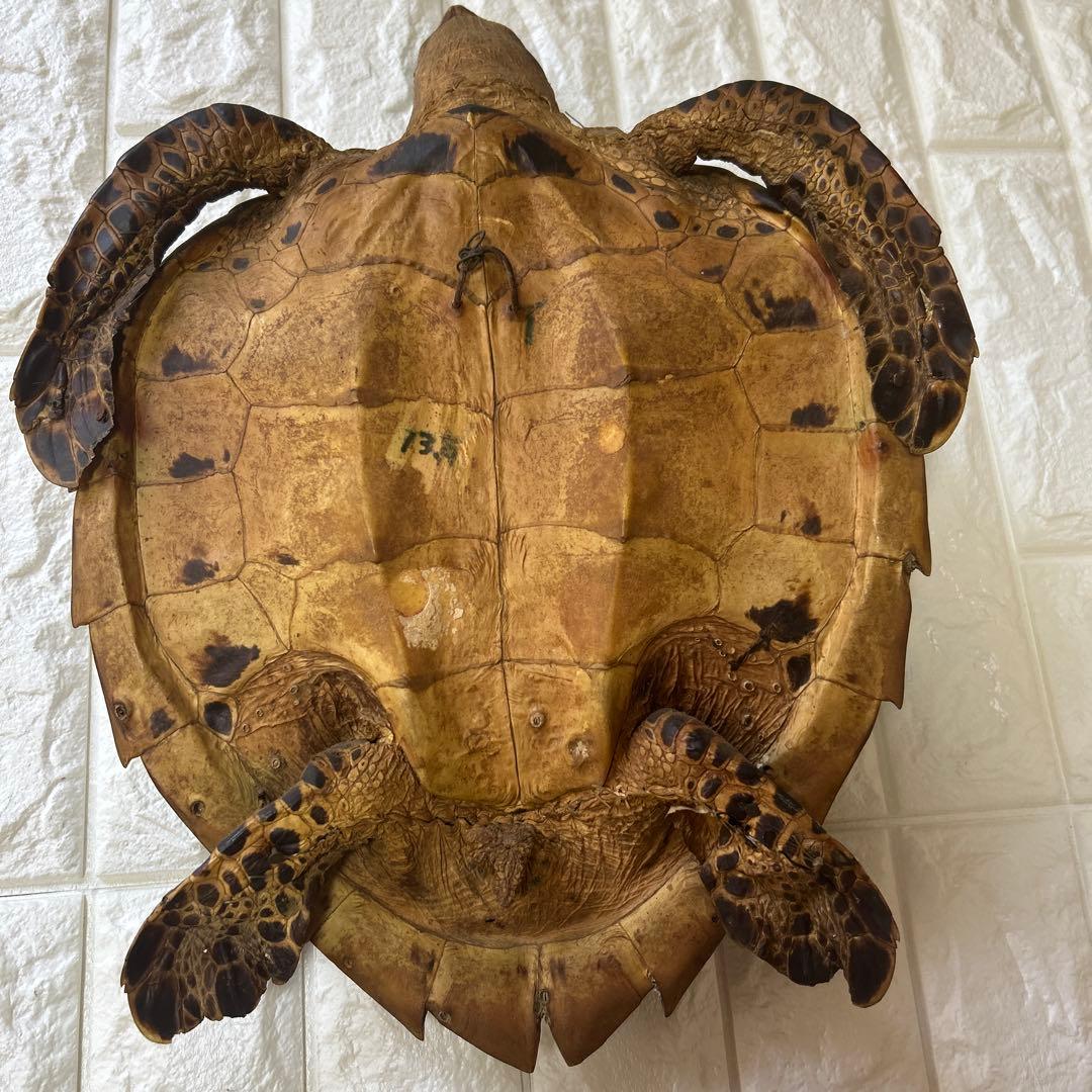 ウミガメ　タイマイの剥製　国際希少野生動植物登録票有り