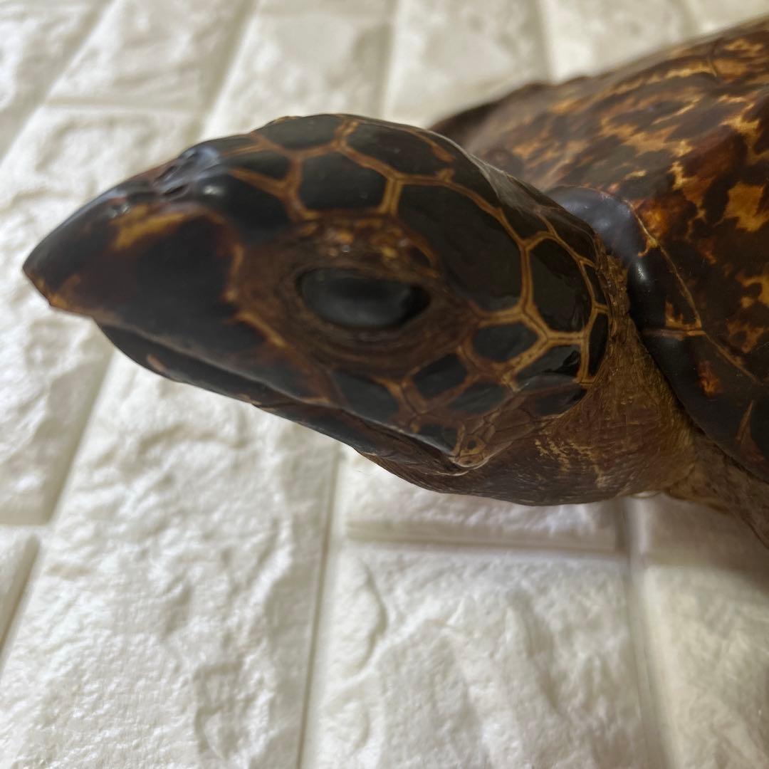 ウミガメ　タイマイの剥製　国際希少野生動植物登録票有り
