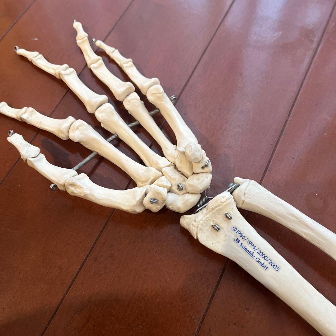 骨格模型　3B Scientific 手　橈骨　尺骨