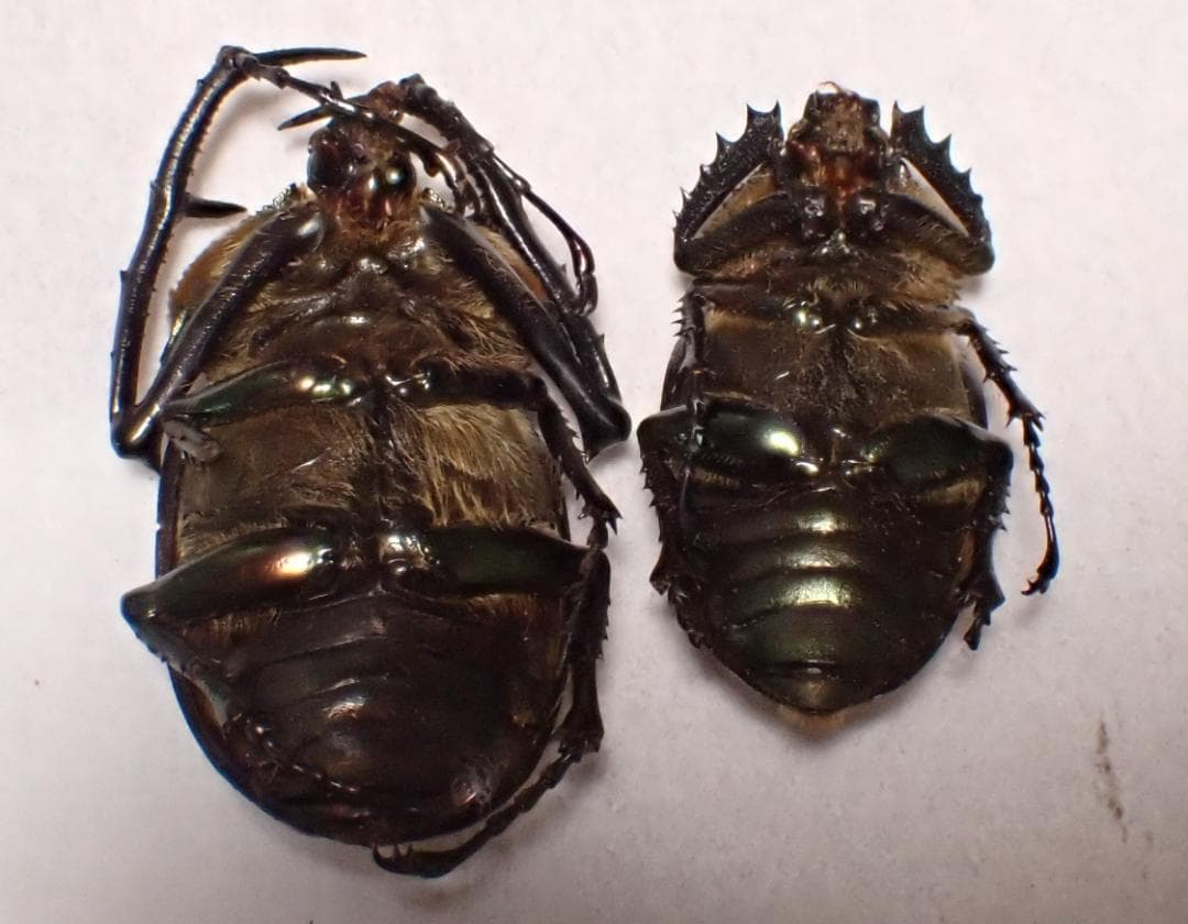 リ*ル様 在庫最後　超希少だが状態が悪い　野外品　ベトナム　パリーテナガコガネ