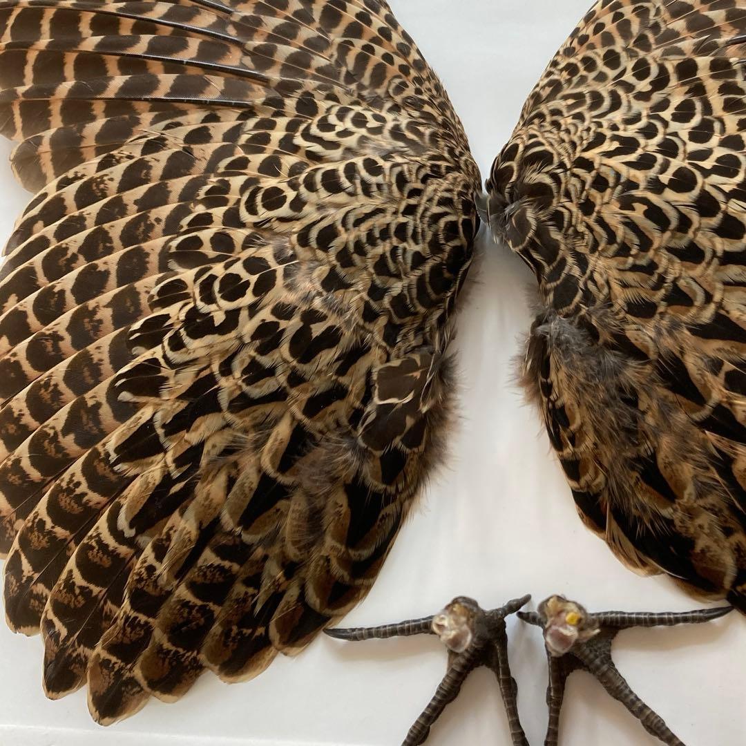 鳥の羽根　キジの翼と足