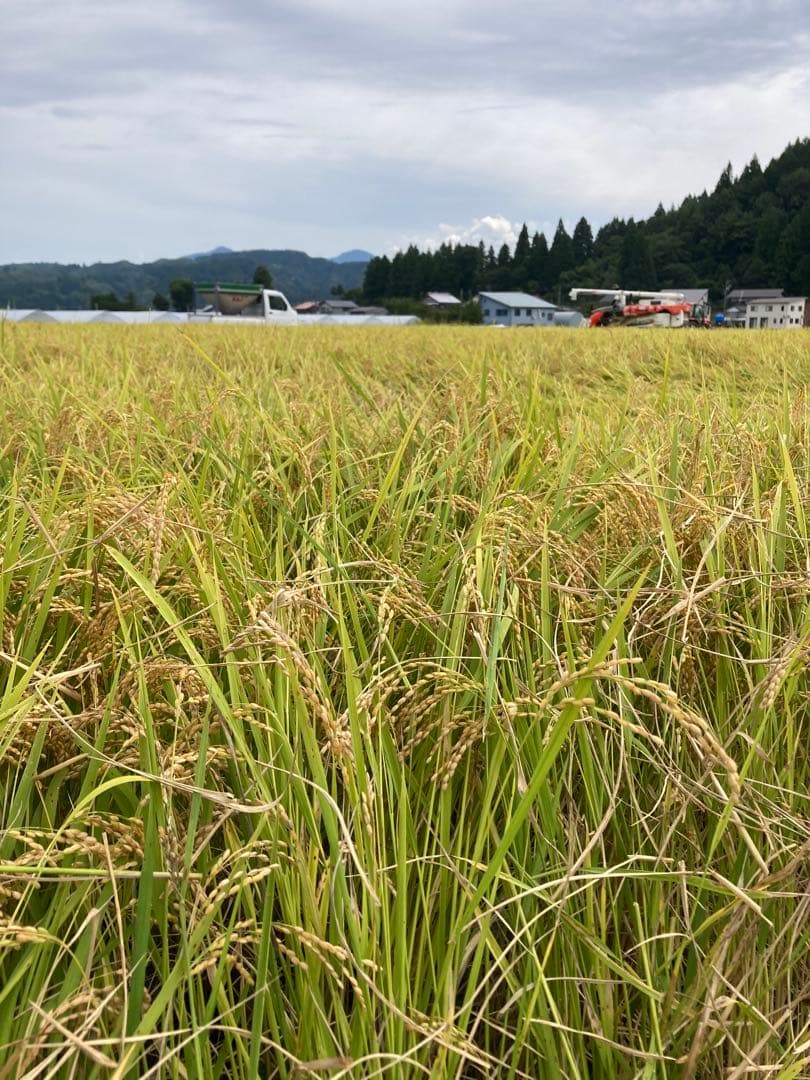 令和7年産　魚沼コシヒカリ玄米30kg