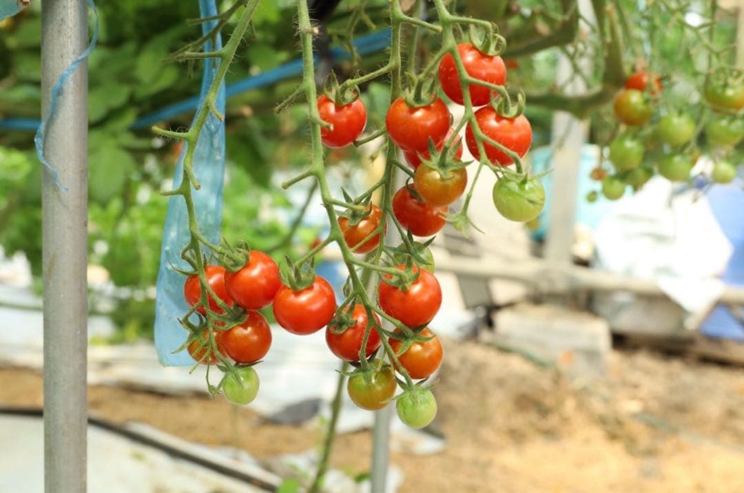 ミニトマト　10キロ　野菜　熊本　おやつ　弁当　おかず　ミネラル　リコピン