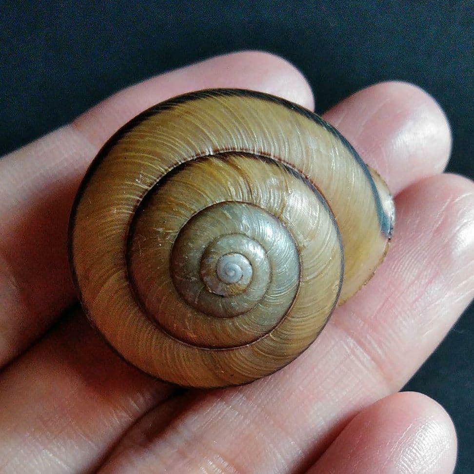 骨格　標本　カタツムリ　殻　美品　３５mm
