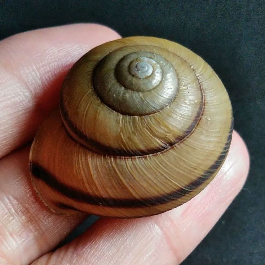 骨格　標本　カタツムリ　殻　美品　３５mm