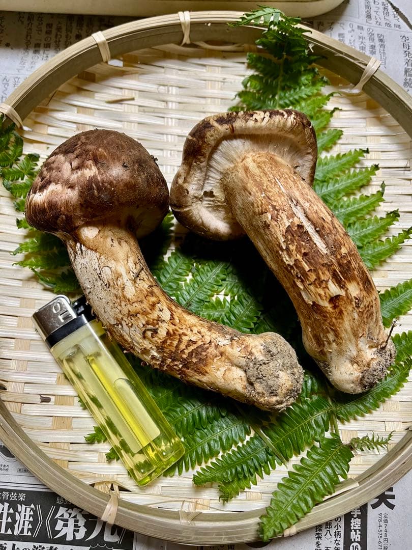 【大阪泉州産】天然松茸 採れたて良品☆2本150g国産