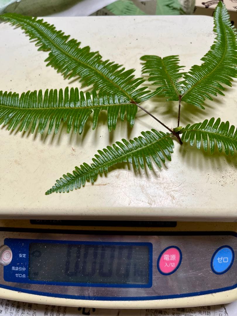 【大阪泉州産】天然松茸 採れたて良品☆2本150g国産