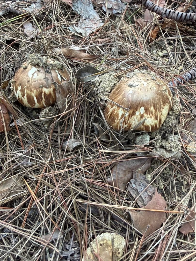 【大阪泉州産】天然松茸 採れたて良品☆2本150g国産
