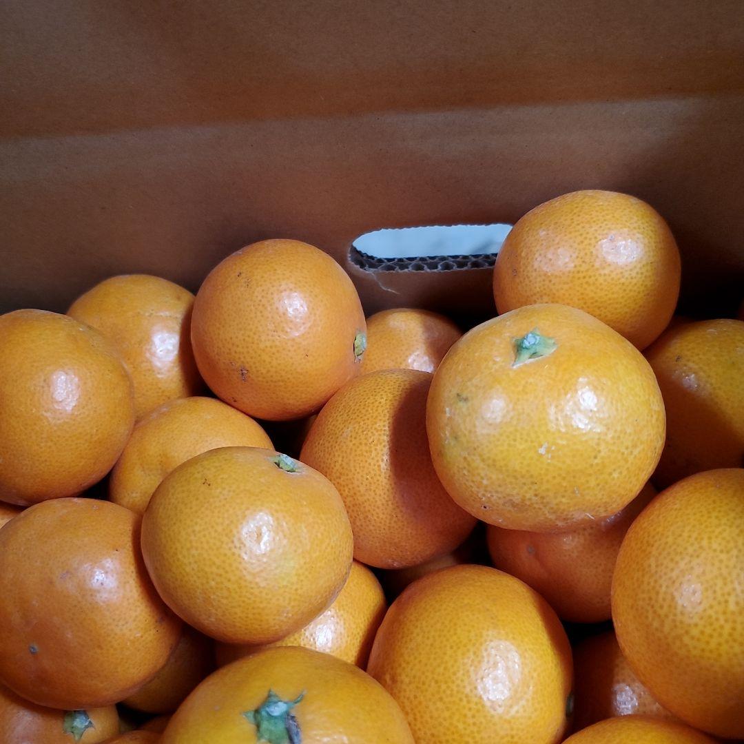 有田みかん小玉10キロ×4