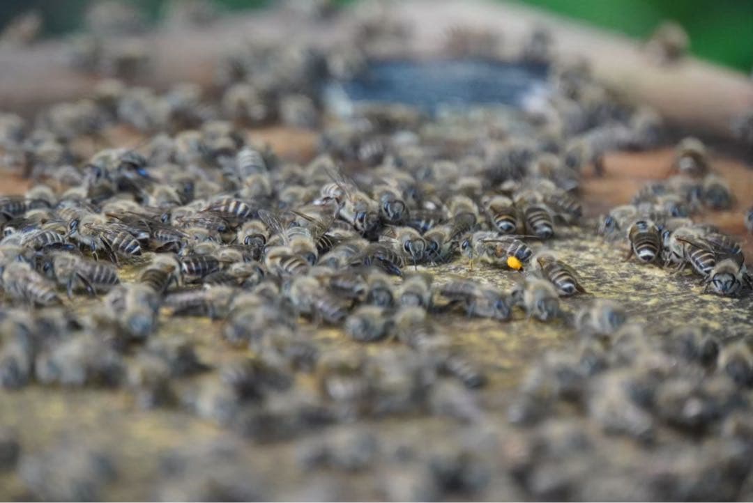 はちみつ　日本蜜蜂のハチミツ　奥山の奥の蜂蜜と花粉入りのはちみつ