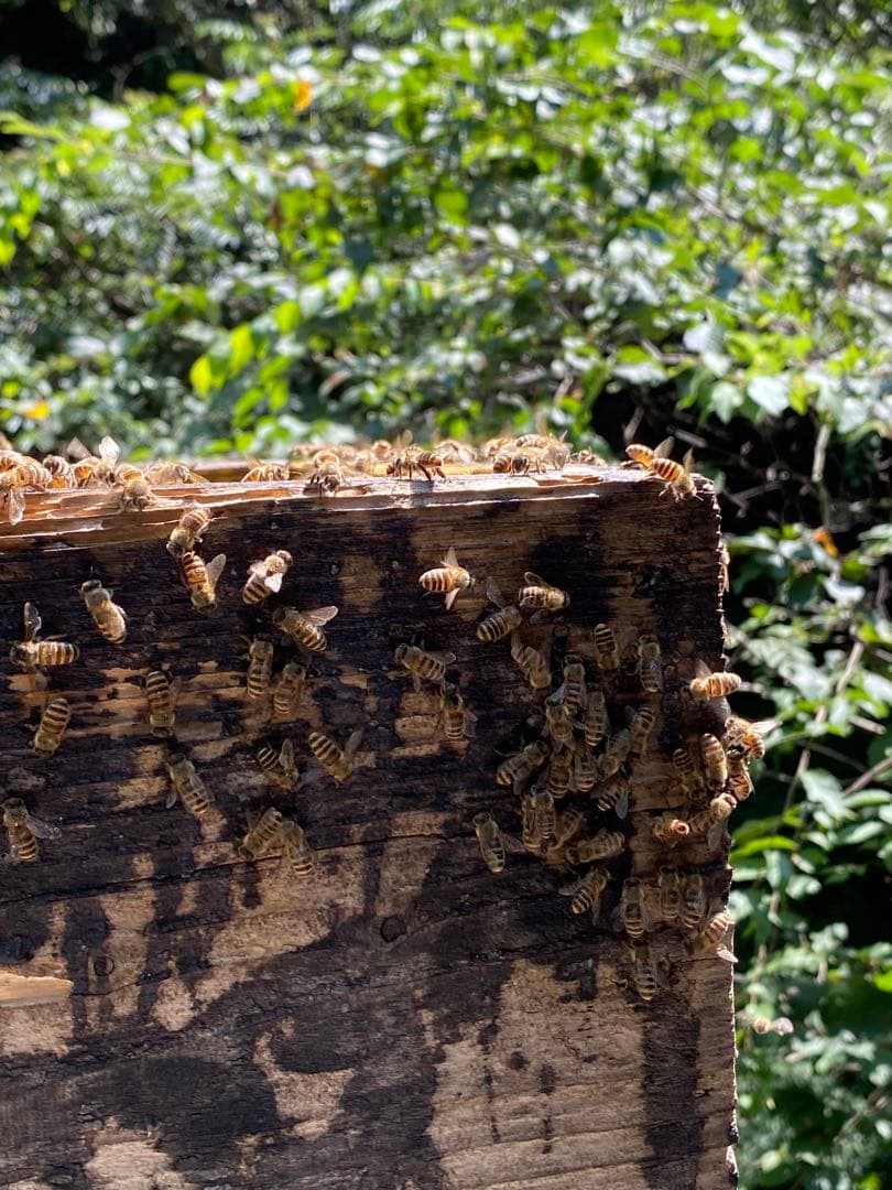 はちみつ　日本蜜蜂のハチミツ　奥山の奥の蜂蜜と花粉入りのはちみつ