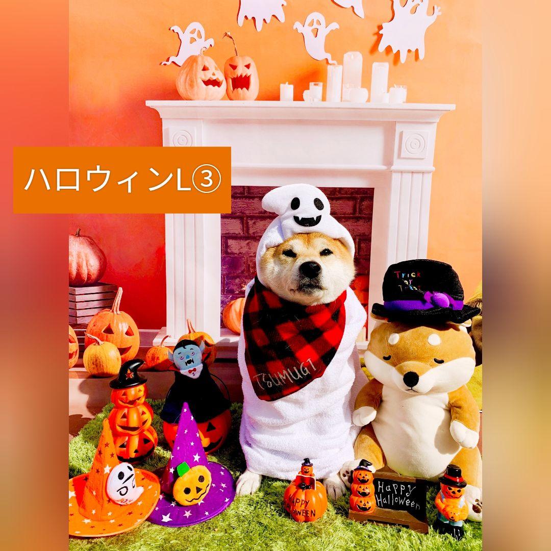背景布ハロウィン　ペット撮影用フォトブース　業務用トリミングチョーカー販売中