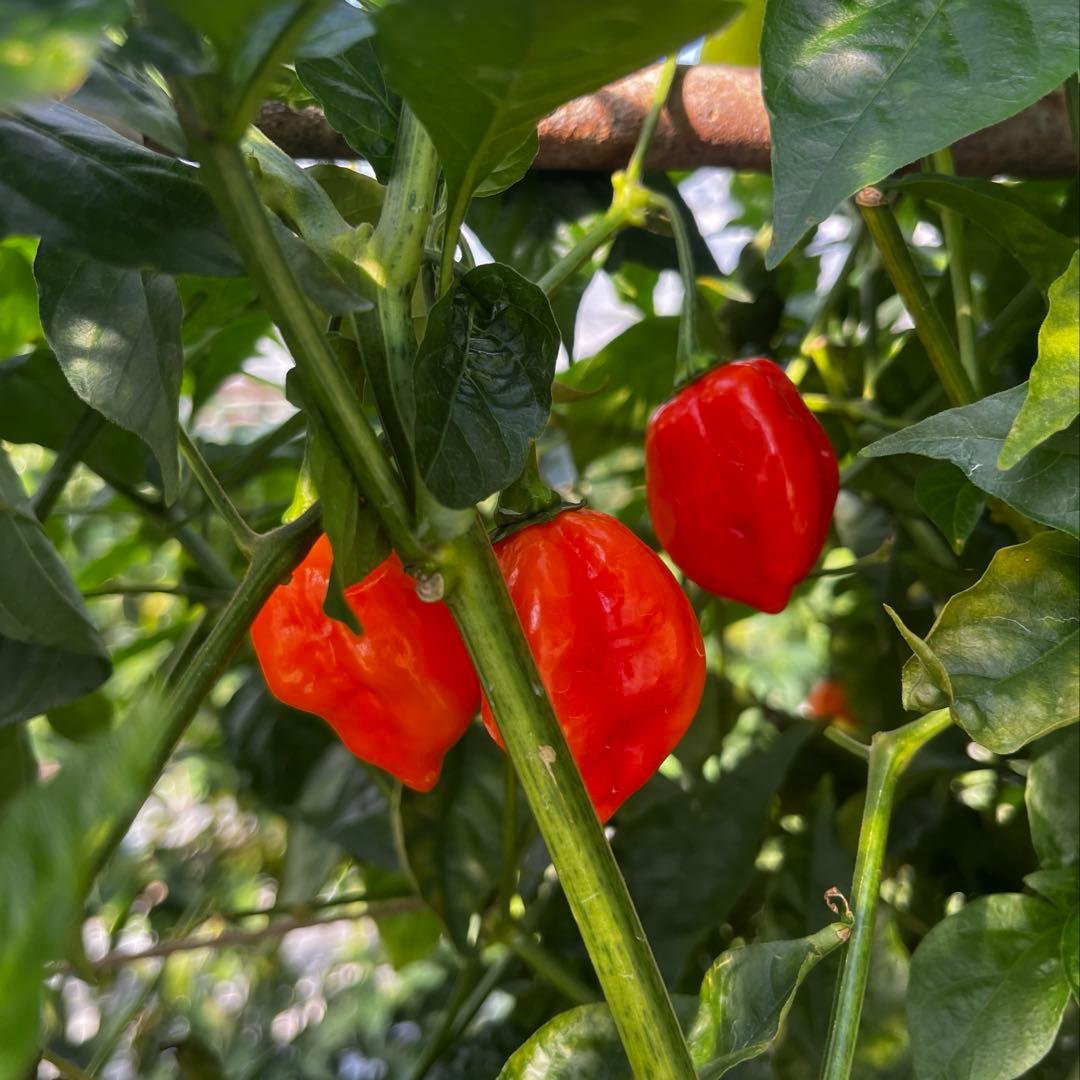 ★激辛唐辛子★ハバネロレッド 4.5 kg 農家直送 広島県産