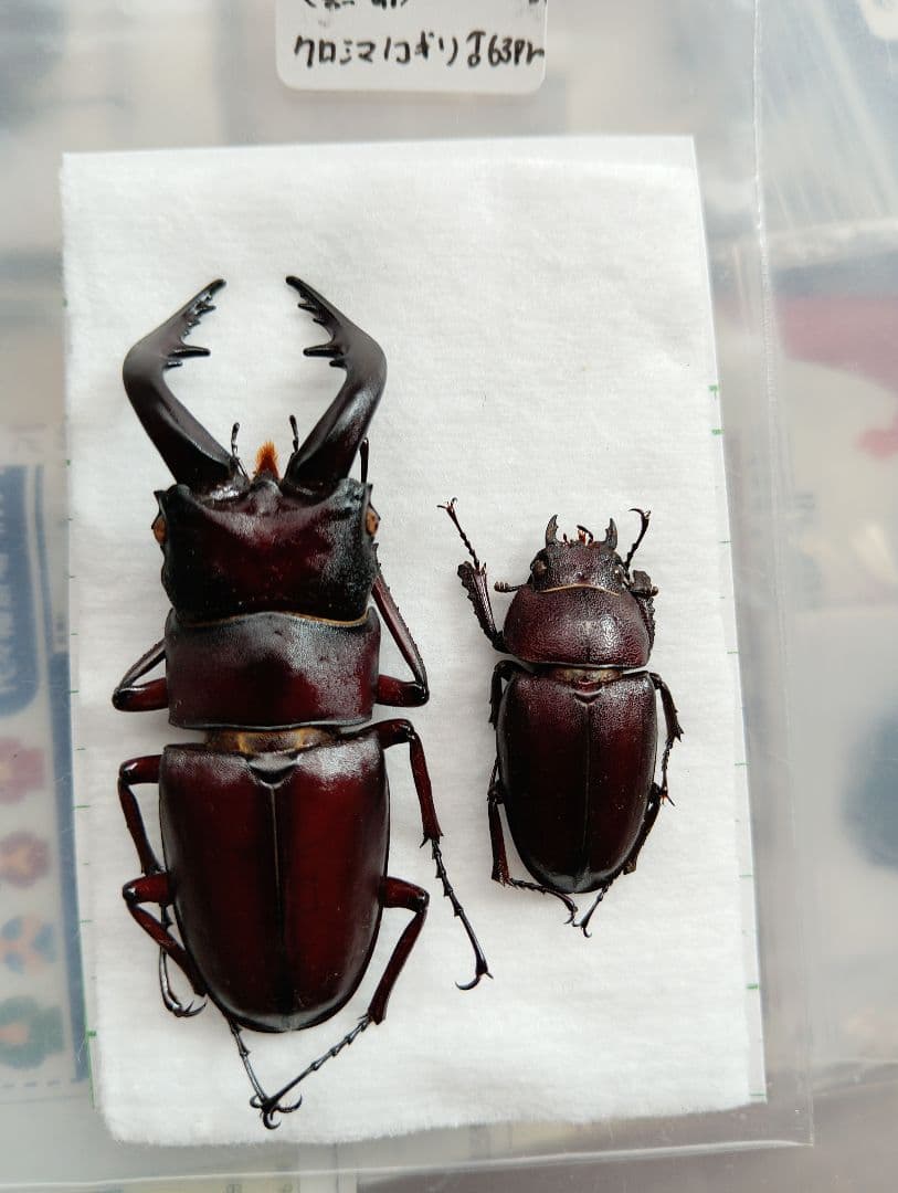 クロシマノコギリ（黒島）63ミリペア