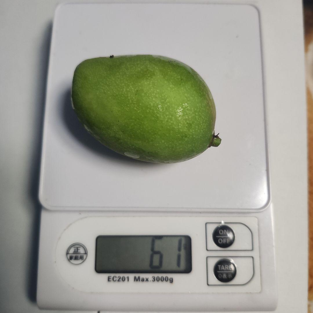 P*r様 沖縄県産 摘果マンゴー 青マンゴー 20kg 常温発送 オークションE