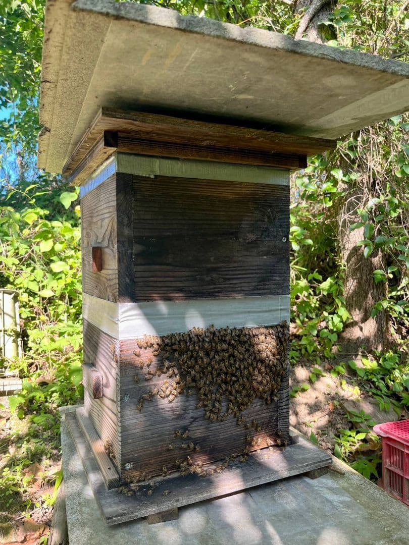 天然熟成2年　希少　日本ミツバチ 国産天然はちみつ100%600g(Y1S2箱)