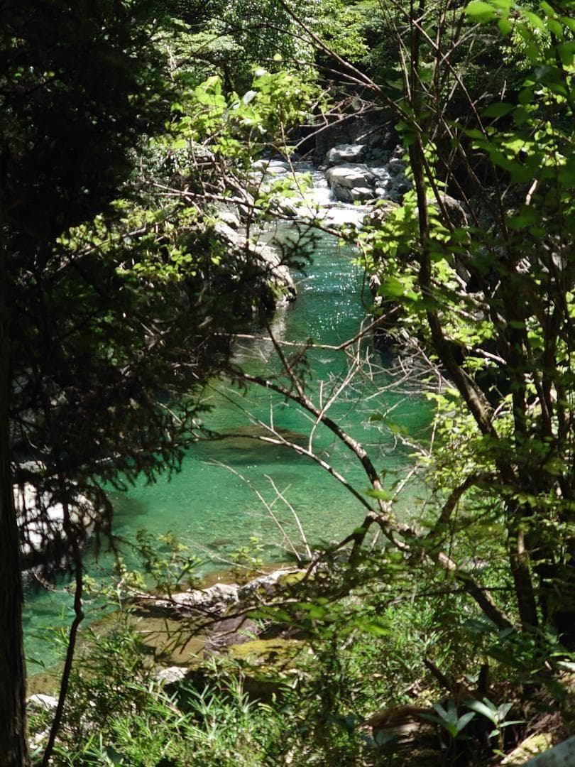 リピータ多数濃厚な味わいの国産百花蜜 　梅酒瓶入り　おまけ付　生産者価格で大放出