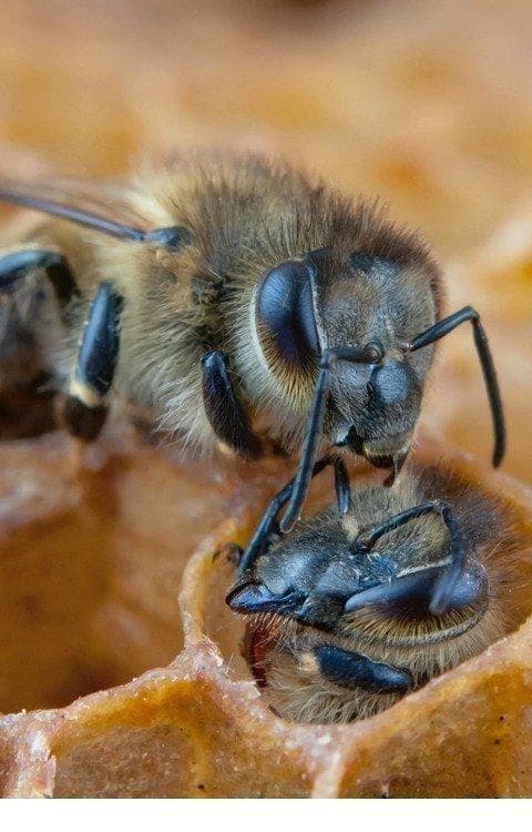 リピータ多数濃厚な味わいの国産百花蜜 　梅酒瓶入り　おまけ付　生産者価格で大放出