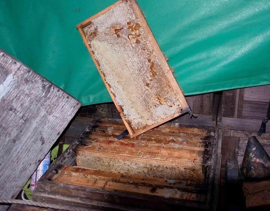 リピータ多数濃厚な味わいの国産百花蜜 　梅酒瓶入り　おまけ付　生産者価格で大放出