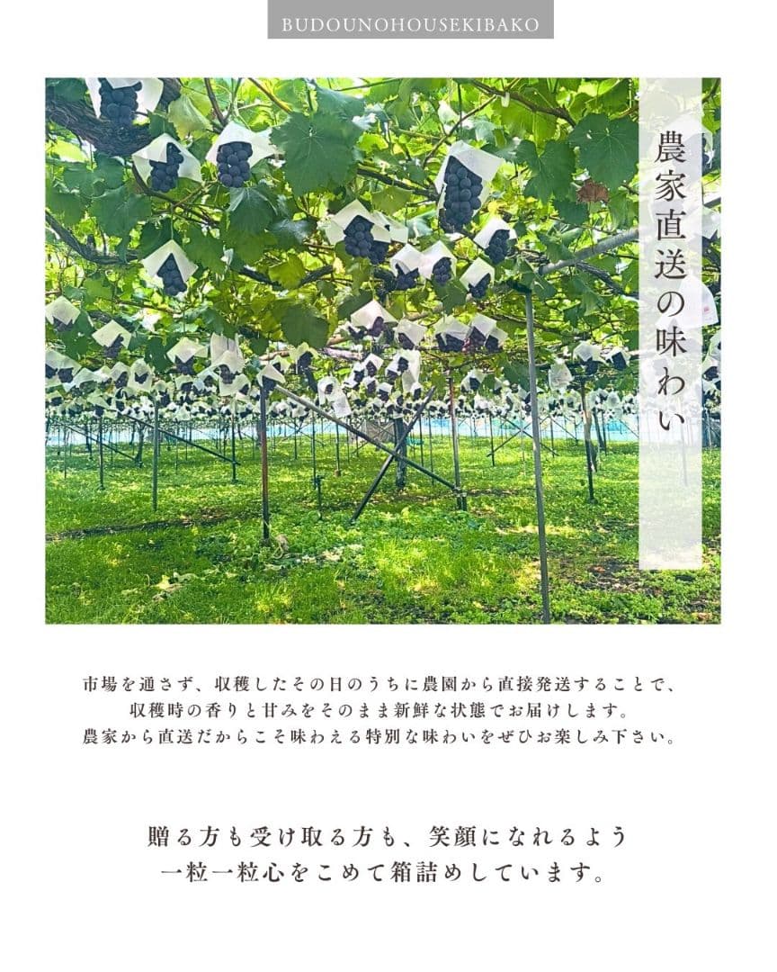 ➀ grape Jewelry box　粒2kg