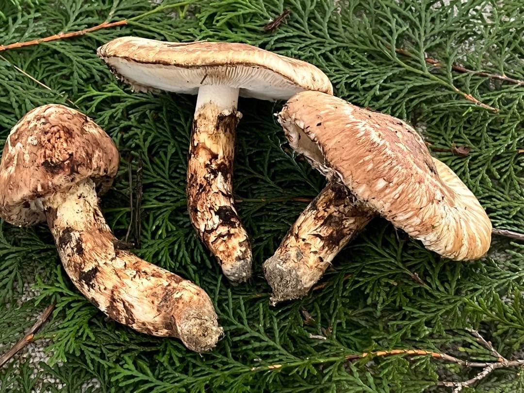 松茸　国産　山口県産　約220g 11月11日10時収穫