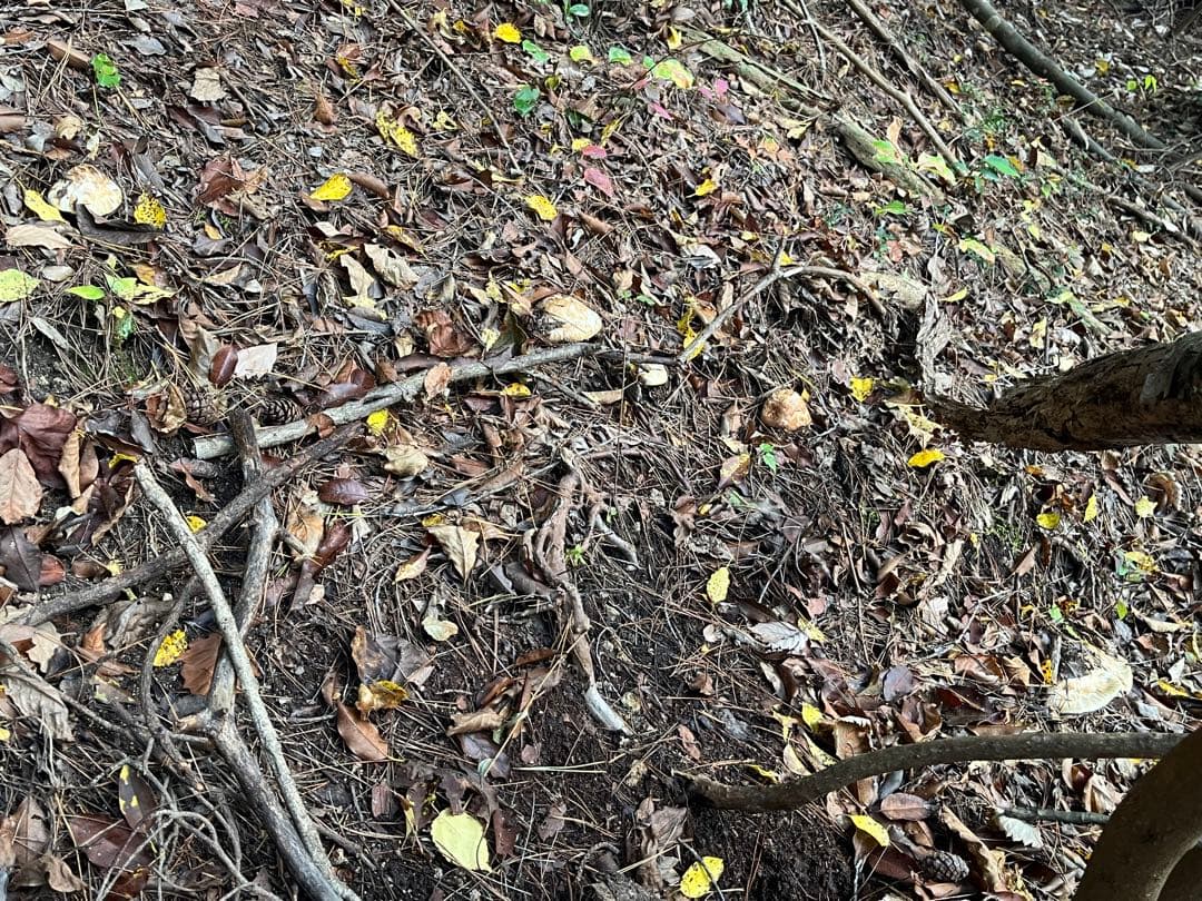 松茸　国産　山口県産　約220g 11月11日10時収穫