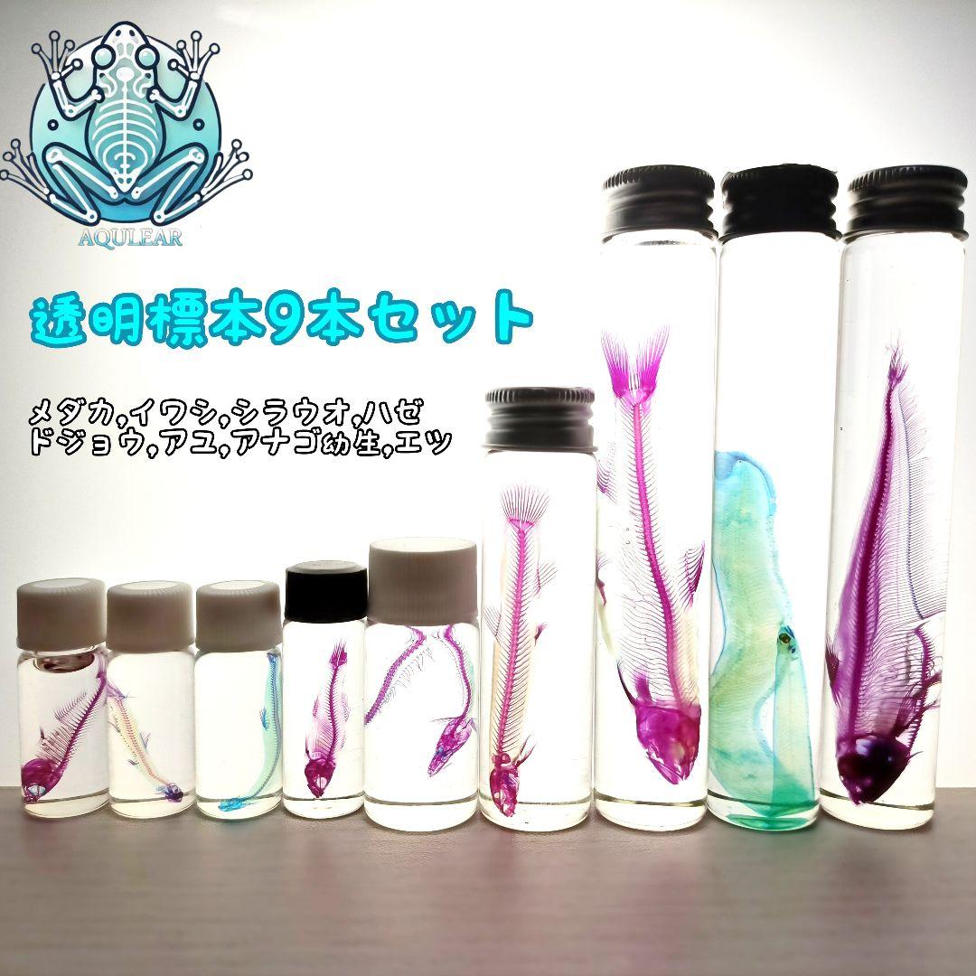 大特価☆美品【透明標本】魚類 9本セット
