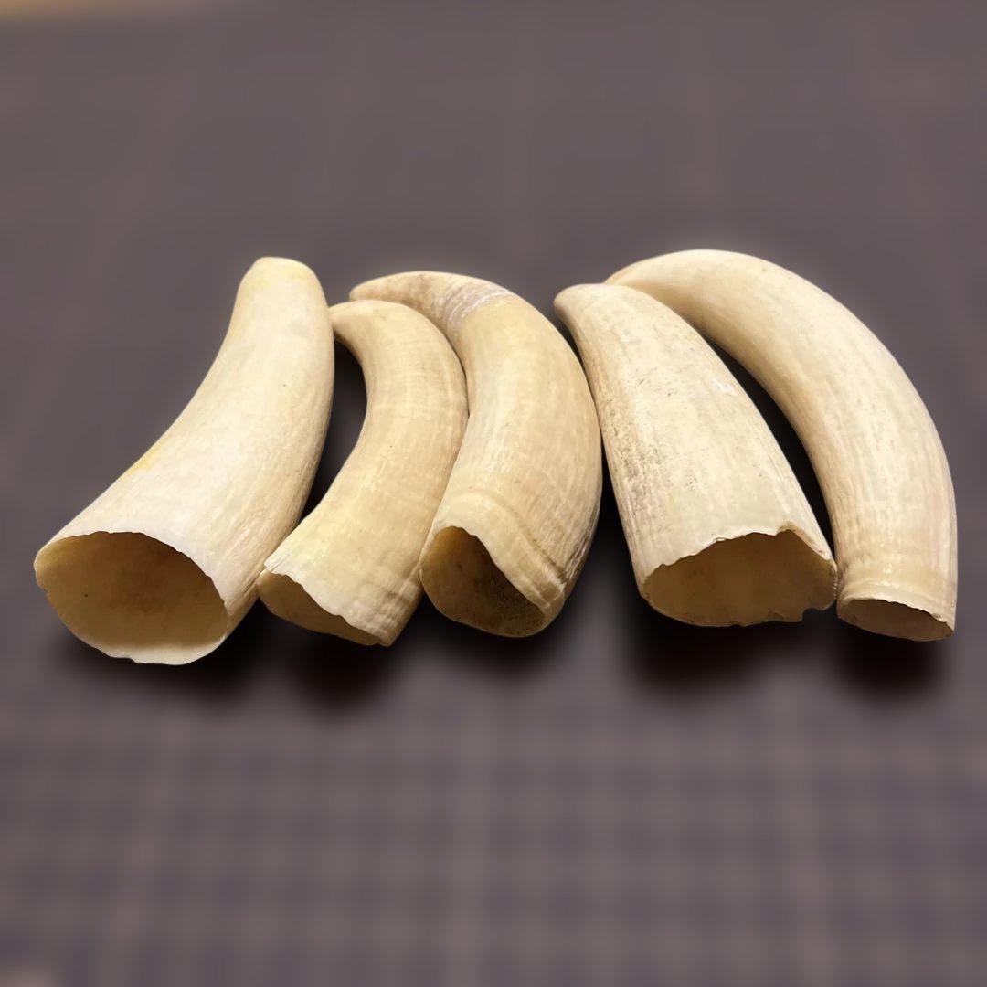 鯨歯　マッコウクジラの歯