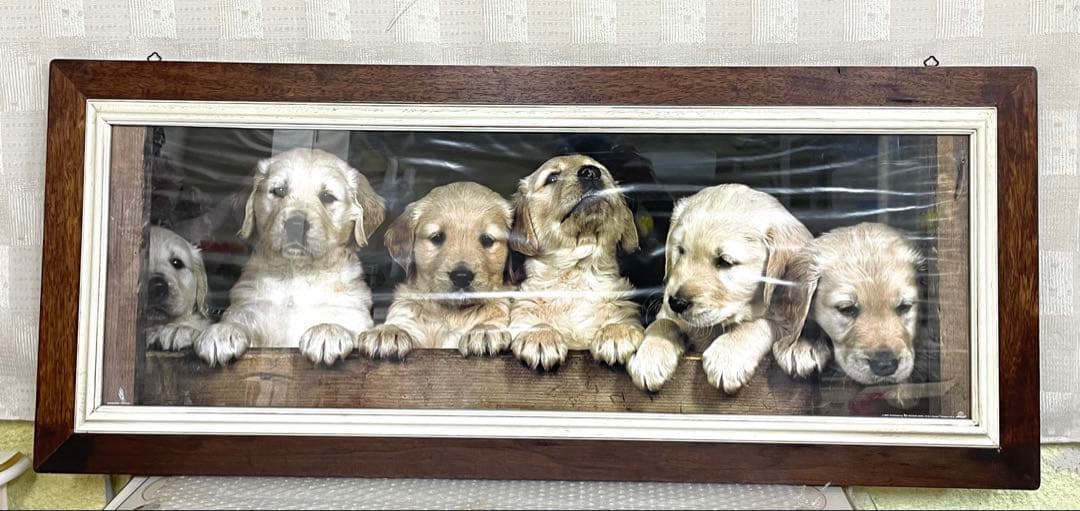 ゴールデンレトリバー 子犬 ポスター 木製フレーム ロングフレーム イタリー製