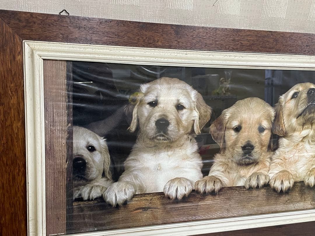 ゴールデンレトリバー 子犬 ポスター 木製フレーム ロングフレーム イタリー製