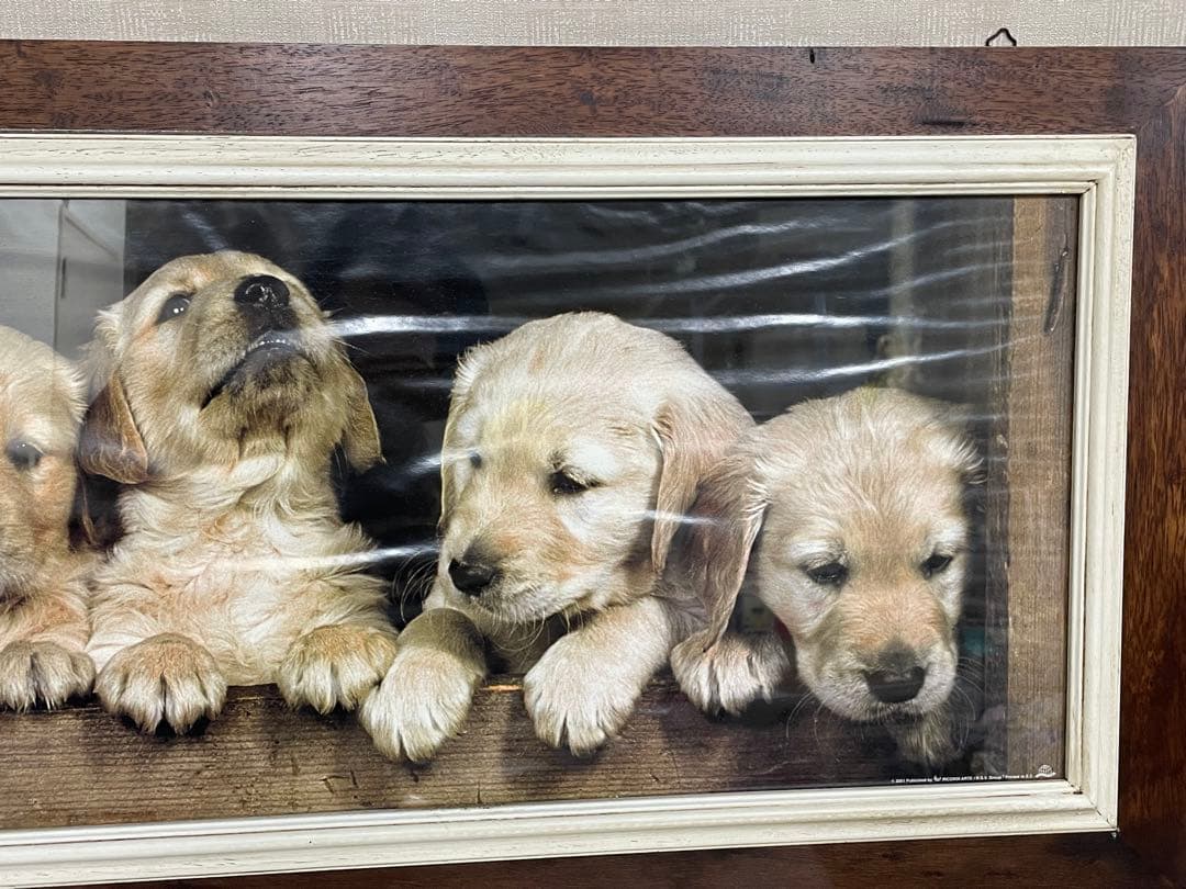 ゴールデンレトリバー 子犬 ポスター 木製フレーム ロングフレーム イタリー製