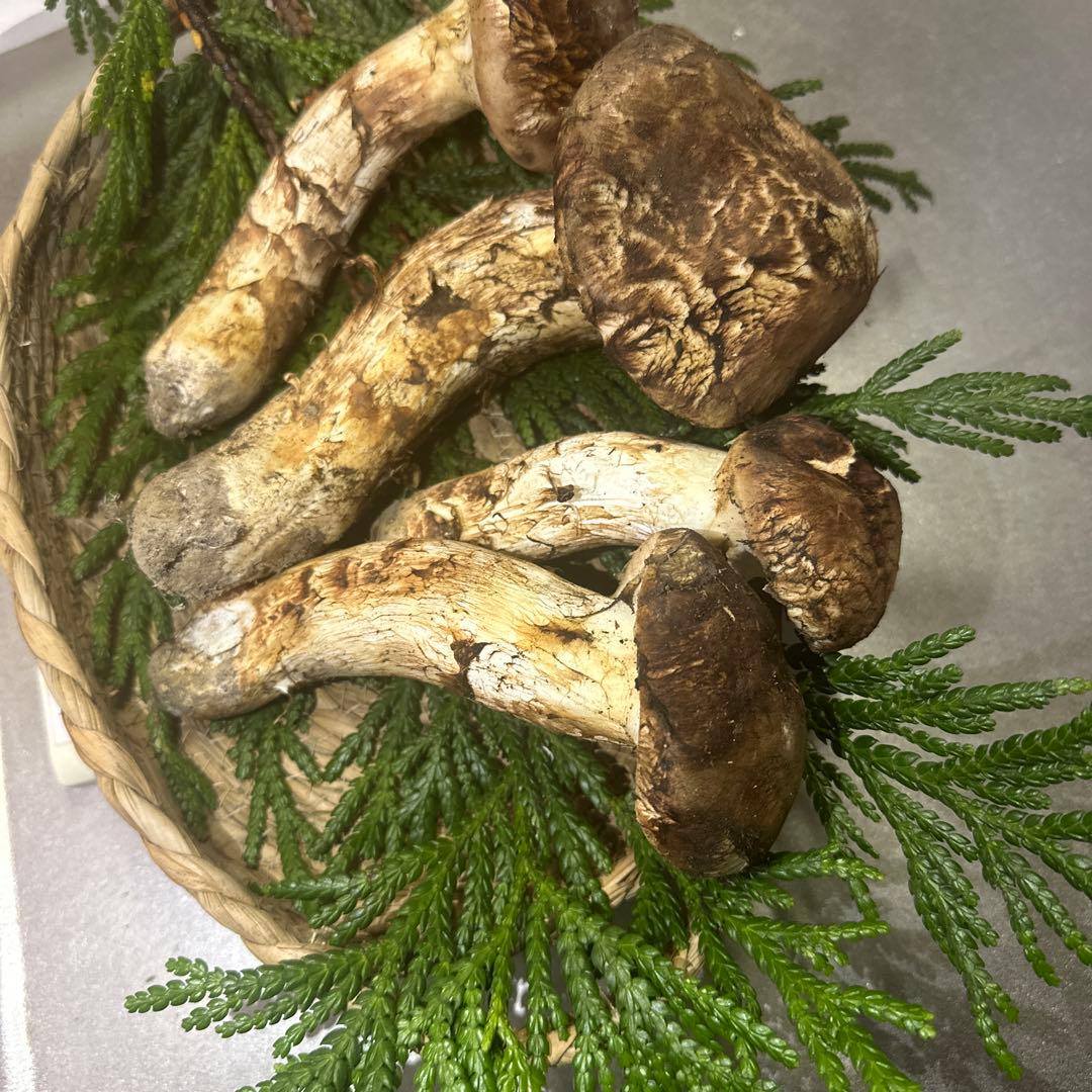 国産天然松茸‼️10／13朝採れ‼️460g‼️