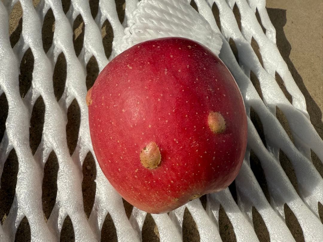 【すみちゃん】長野県産サンふじ　5kg×3箱